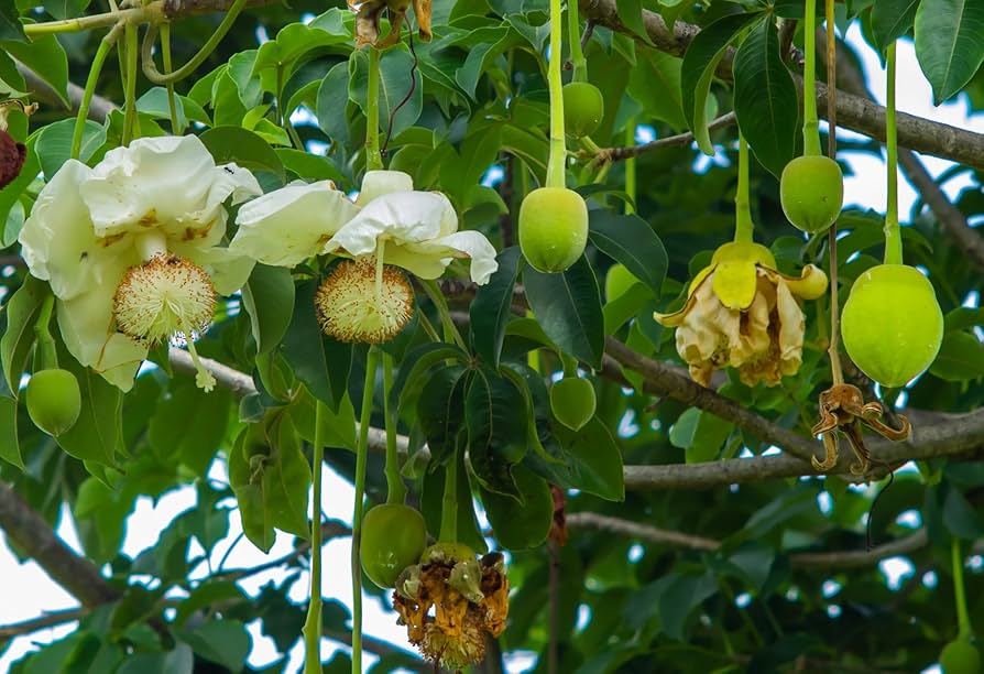 Baobab Tree Seeds: Planting Guide for Successful Growth