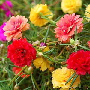 Moss Rose Tequila Mix Portulaca Seed for Plantings for Planting for Bright and Resilient Blooms Heirloom Non-GMO Seeds