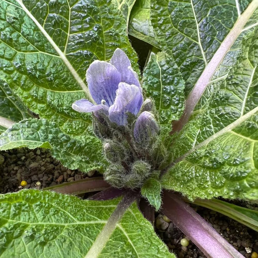 Mandragora Mandragora for planting in herb garden
