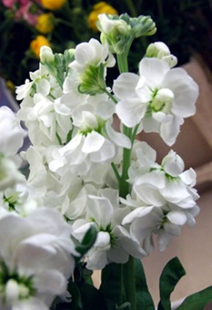 Abend Duft Stock Karmesinrot Seeds – Fragrant Crimson Night-Scented Flowers