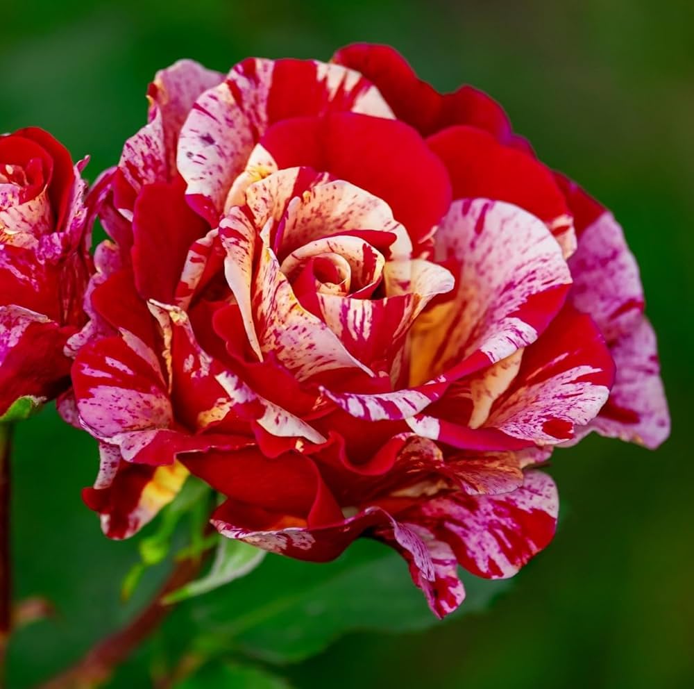 Cream Red Spirit Rose Flower seeds for Planting - Cottage Garden Essential, Heirloom & GMO Free Seeds for Home Garden
