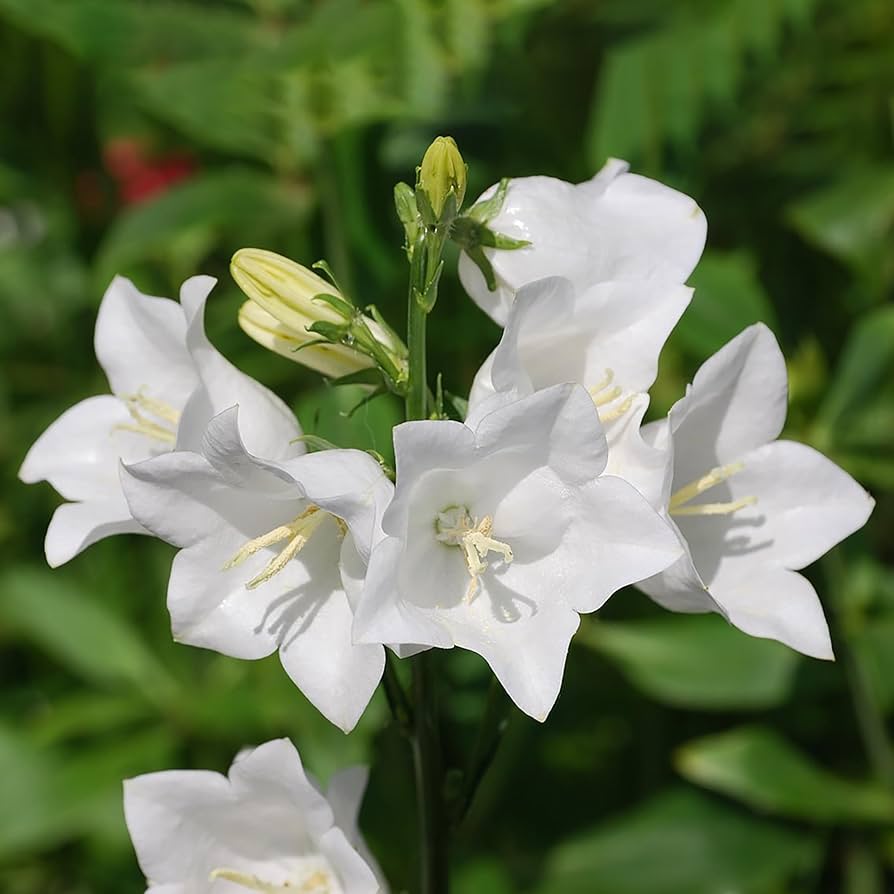 White Peach Bellflower Campanula persicifolia for planting in shade garden