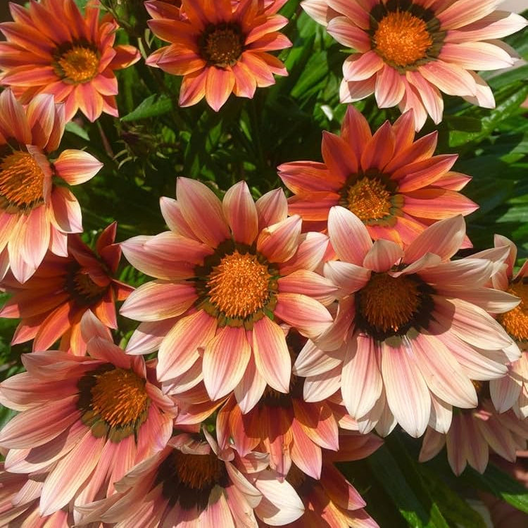 Cream Orange Gazania Flower Seeds for Planting Long Bloom Season Heirloom & GMO Free Seeds for Home Garden
Sale