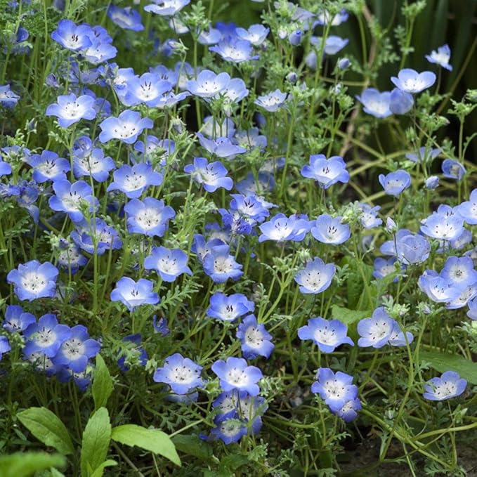 Baby-blue Eyes Seed for Plantings for Planting (Nemophila Menziesii) for Charming, Blue Blooms Heirloom Non-GMO Seeds