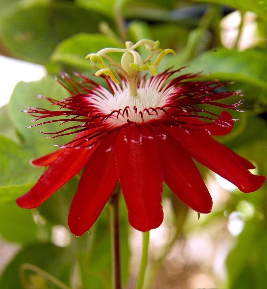Passiflora Alata Flower seeds for Planting - Sun Loving, Heirloom & GMO Free Seeds for Home Garden