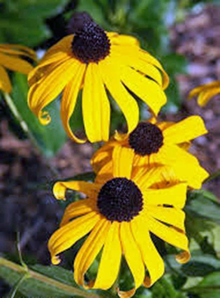 Rudbeckia Coneflower Rudbeckia hirta Seeds for Planting in Wildflower Garden