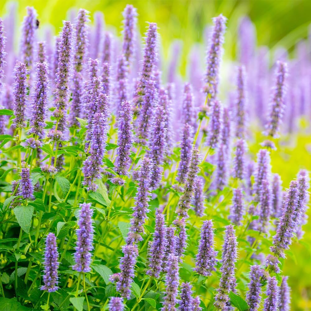 Lophantus Seeds for Planting - Ideal for Flower Bed & Urban Garden