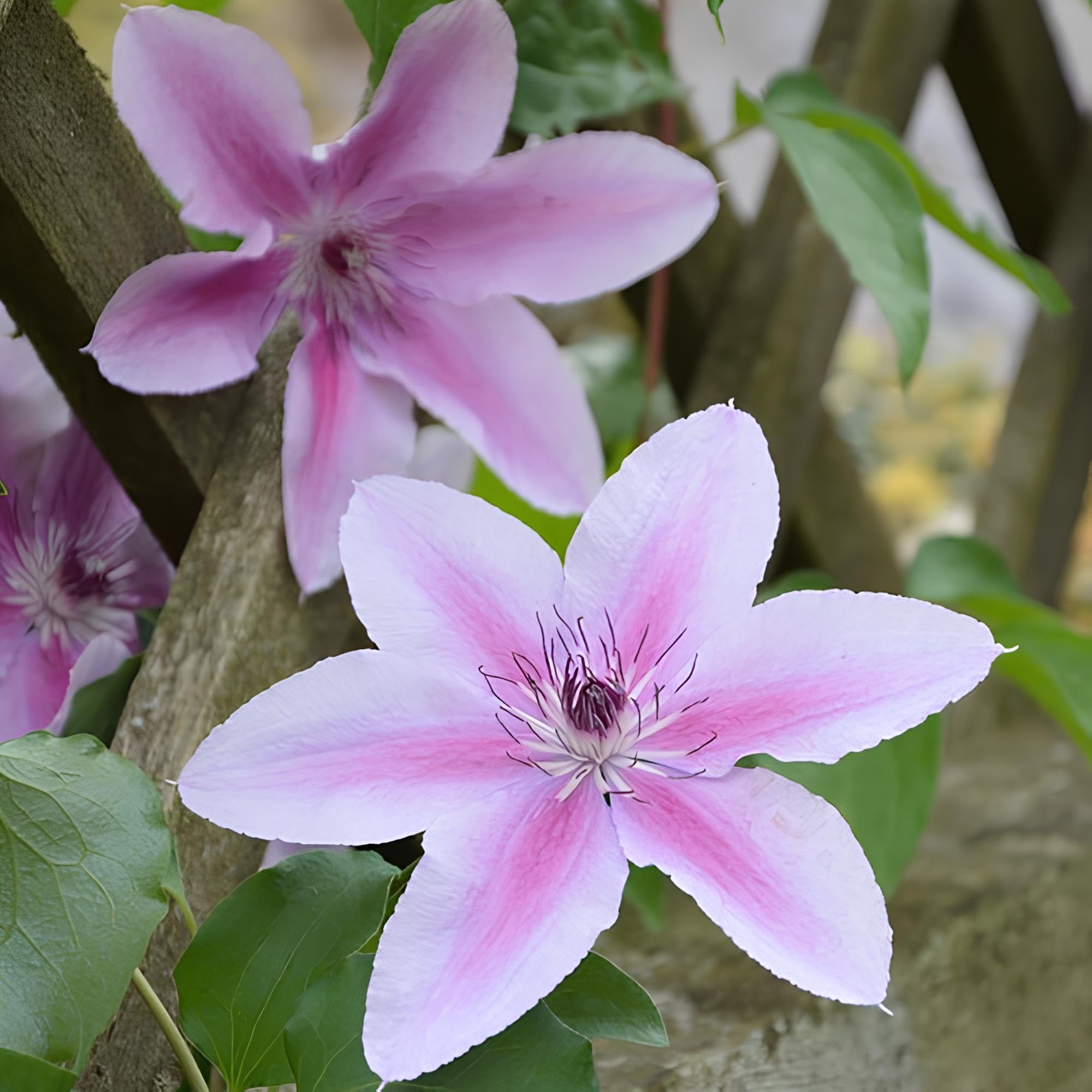 Multicolored Clematis Clematis spp. Seeds for Planting in Climbing Garden
