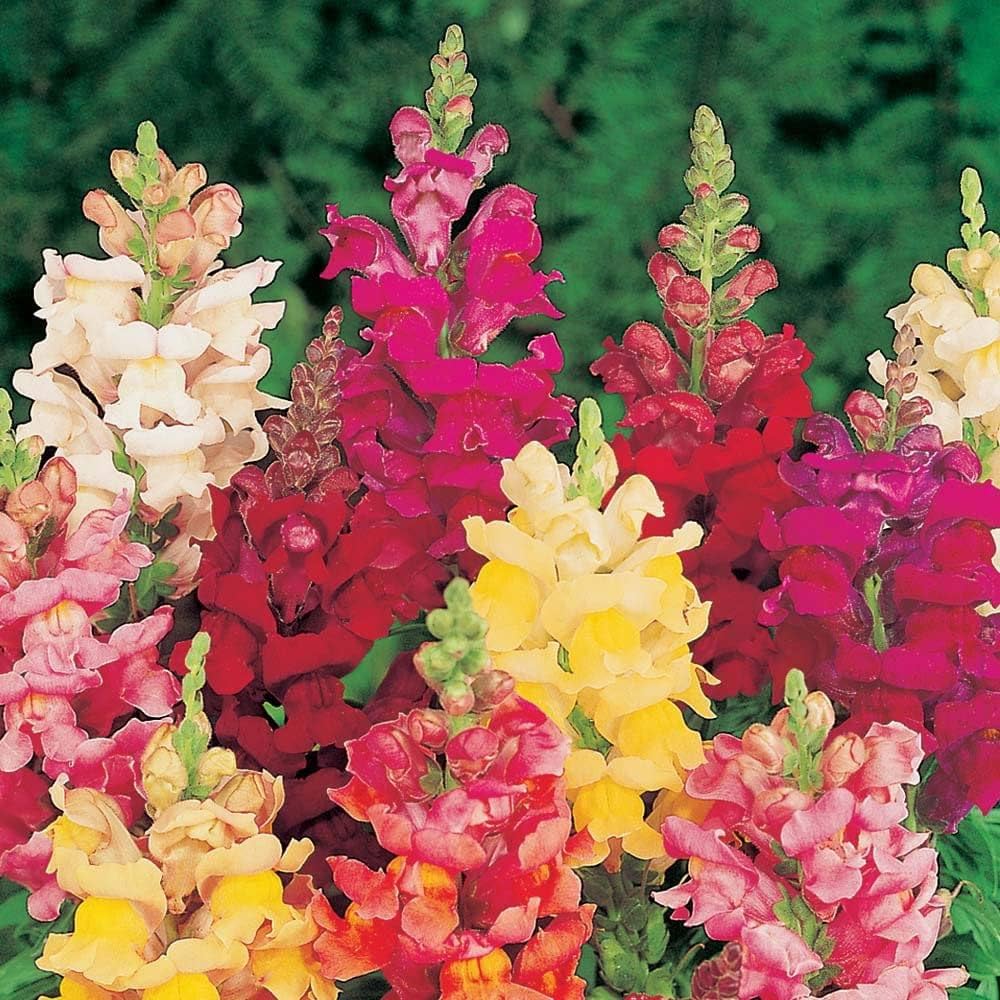 Antirrhinum Snapdragon Seeds for Planting flower bed