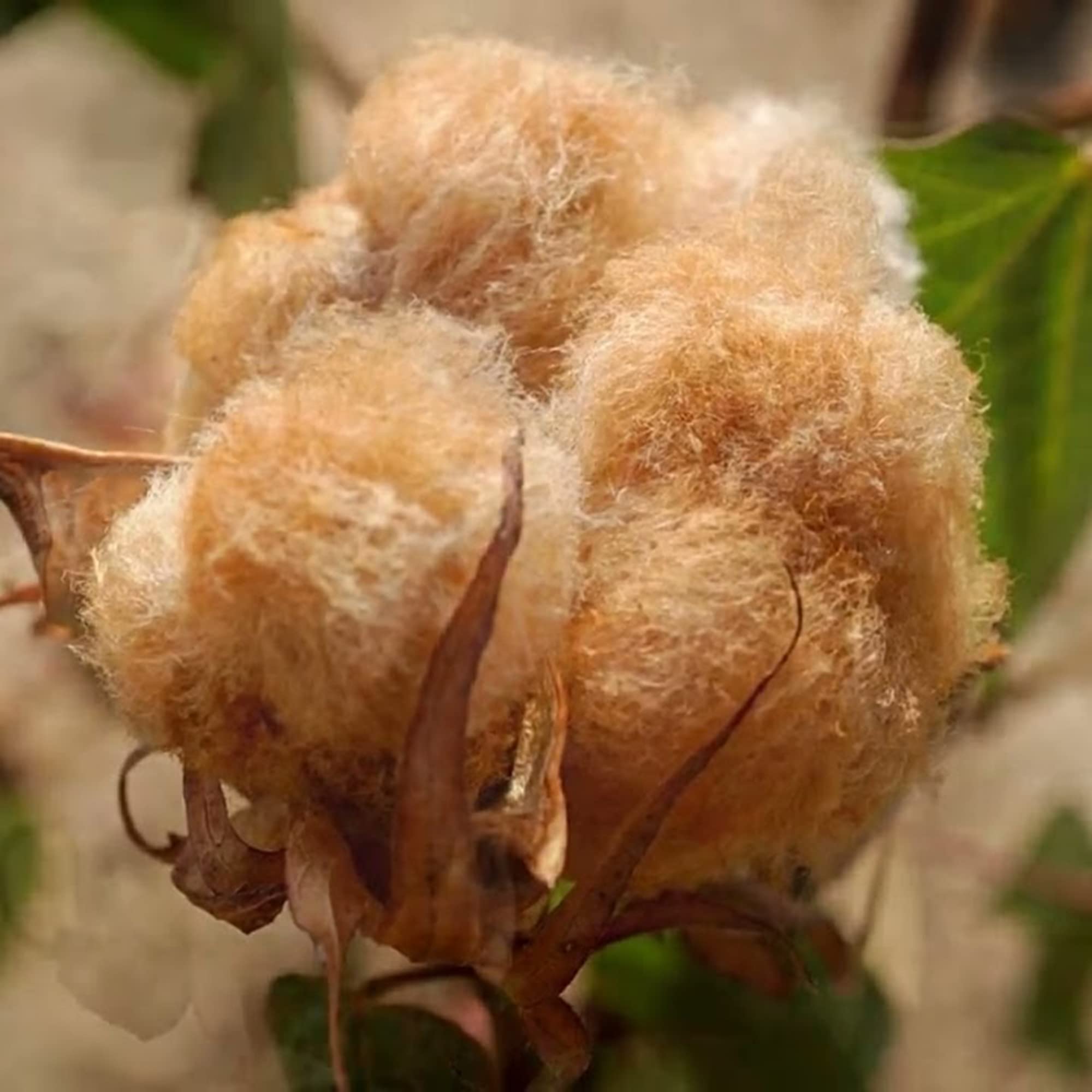 Shades of Brown Flower Seeds – Unique Garden Color Mix