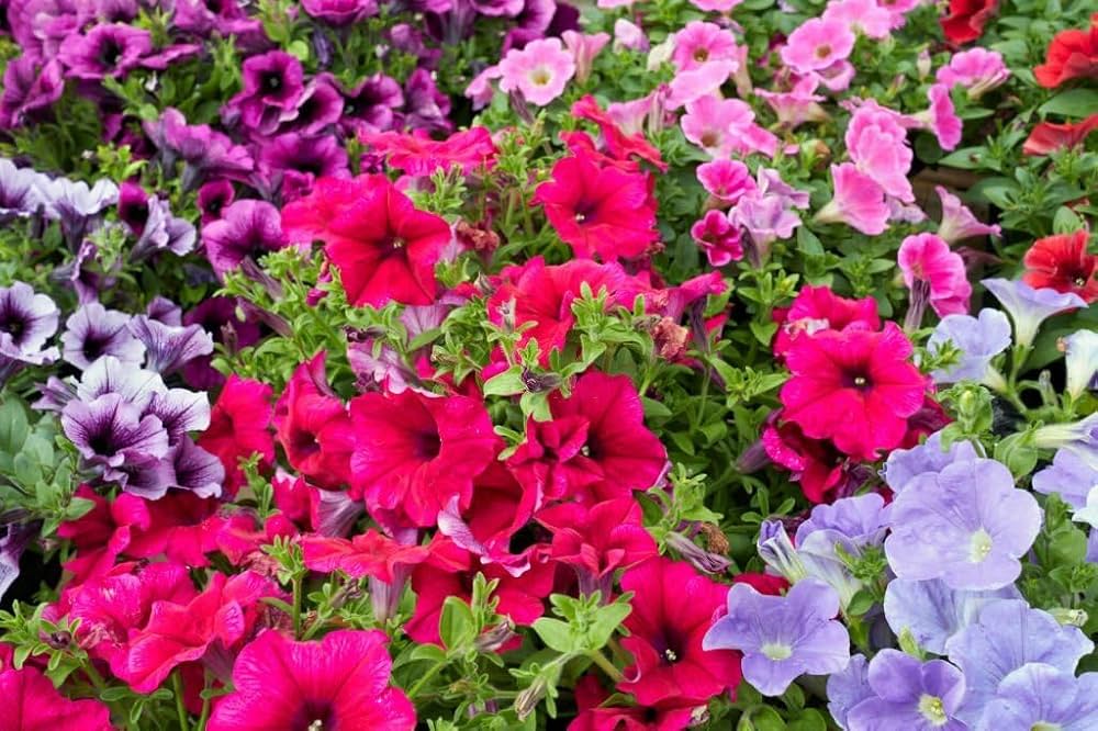 Mixed Petunia Petunia spp. Flower Seeds for Planting in Flower Bed