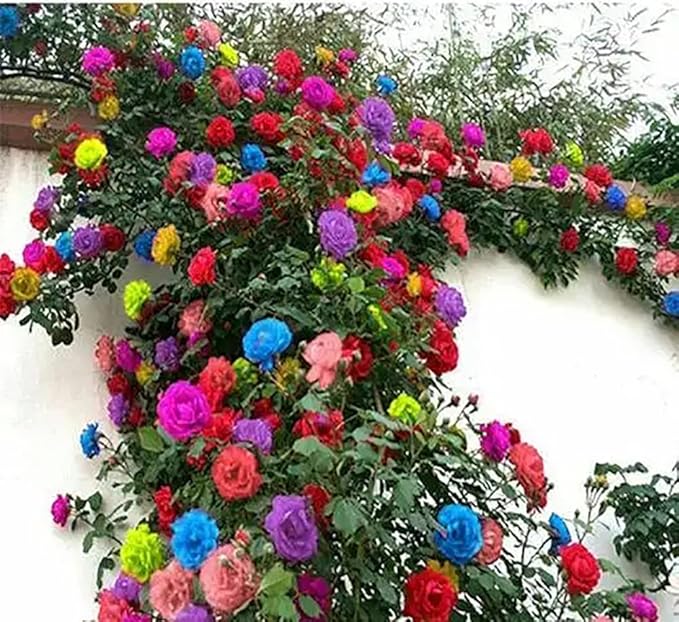 Mixed Climbing Rose Rosa spp for planting in flower bed