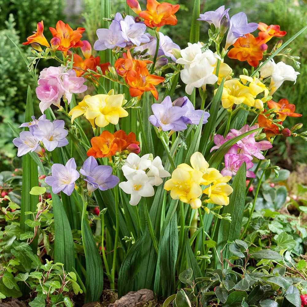 Mixed Freesia Flower seeds blooming in flower beds, containers, borders, and pollinator-friendly gardens