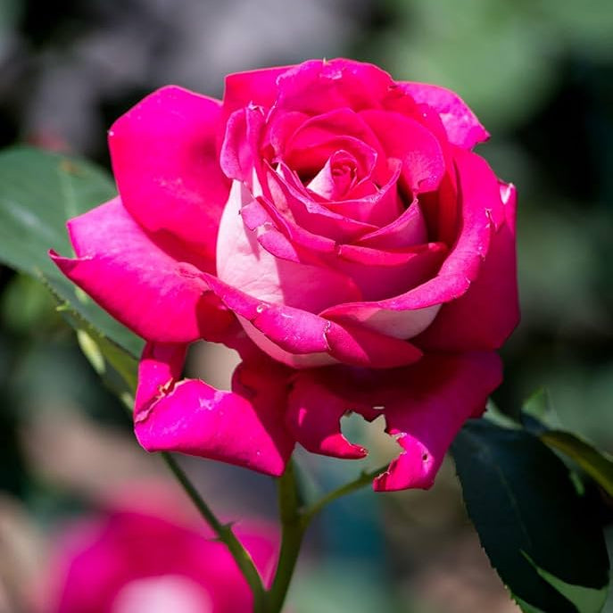 Mixed Rose Petals Rosa Hybrida Seeds for planting in romantic garden