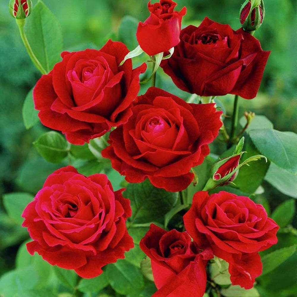 Bonsai Polyantha Rose Seeds for miniature, elegant rose displays