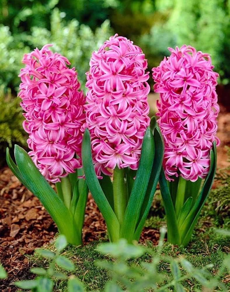 Hyacinth Flower seeds for Planting - Cut Flower Favorite, Heirloom & GMO Free Seeds for Home Garden