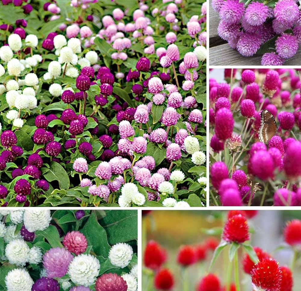 Gomphrena Globosa Mixed Flower Seeds for Planting