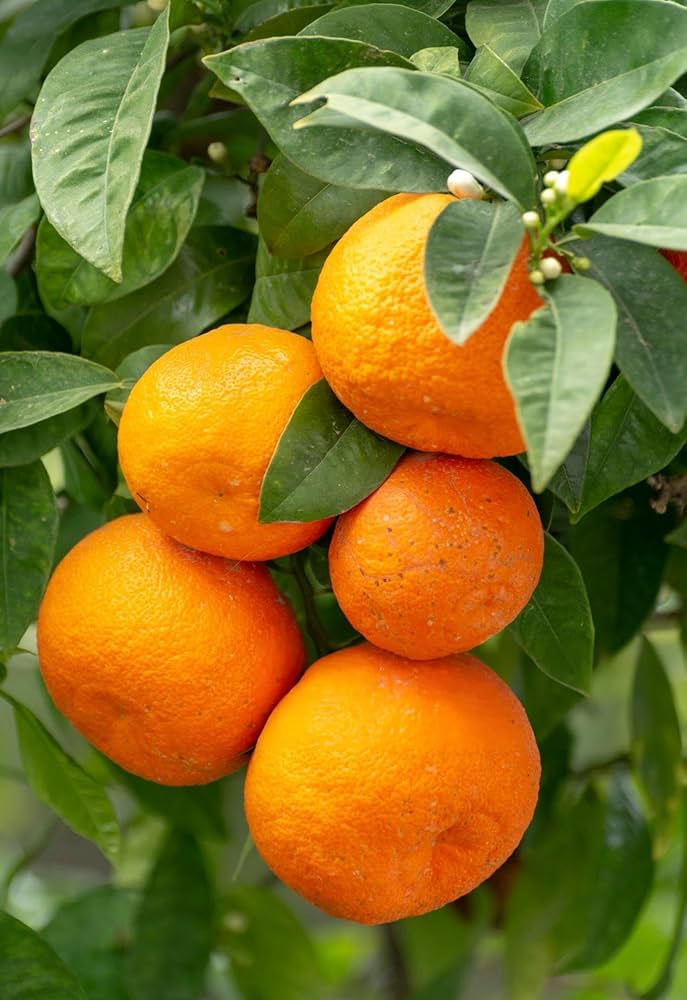 Orange Fruits Seeds - Perfect for Planting and Growing