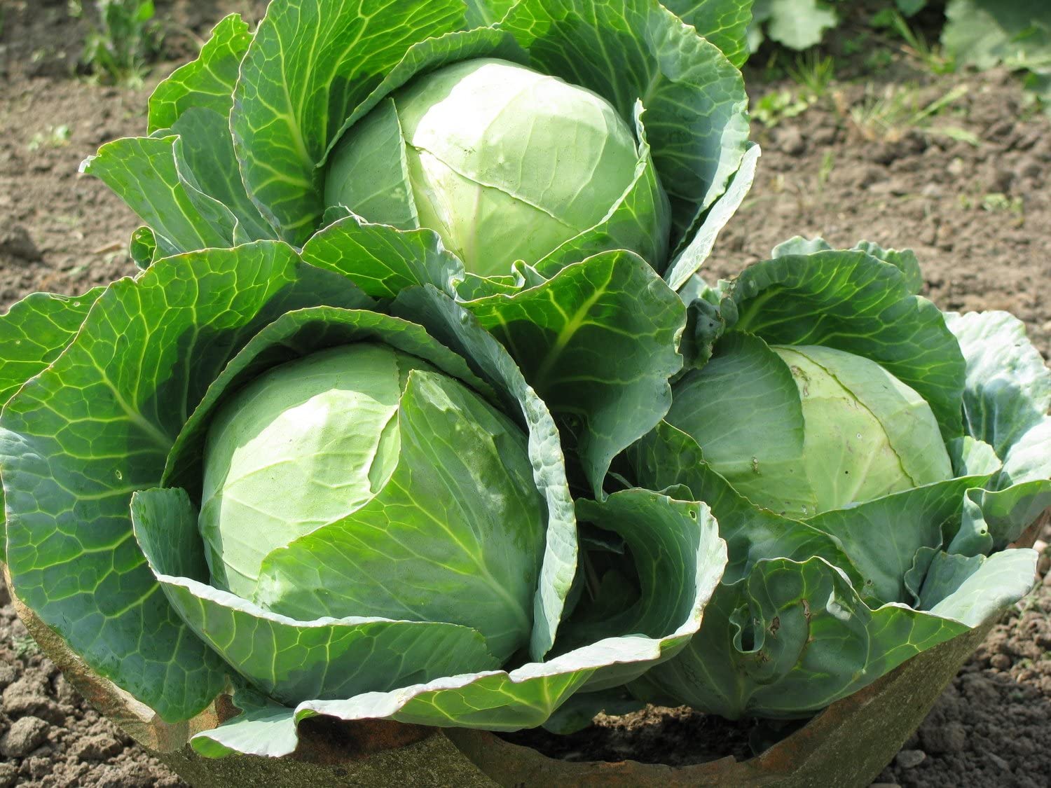 Cabbage Brassica oleracea Seeds for Planting home garden flower bed