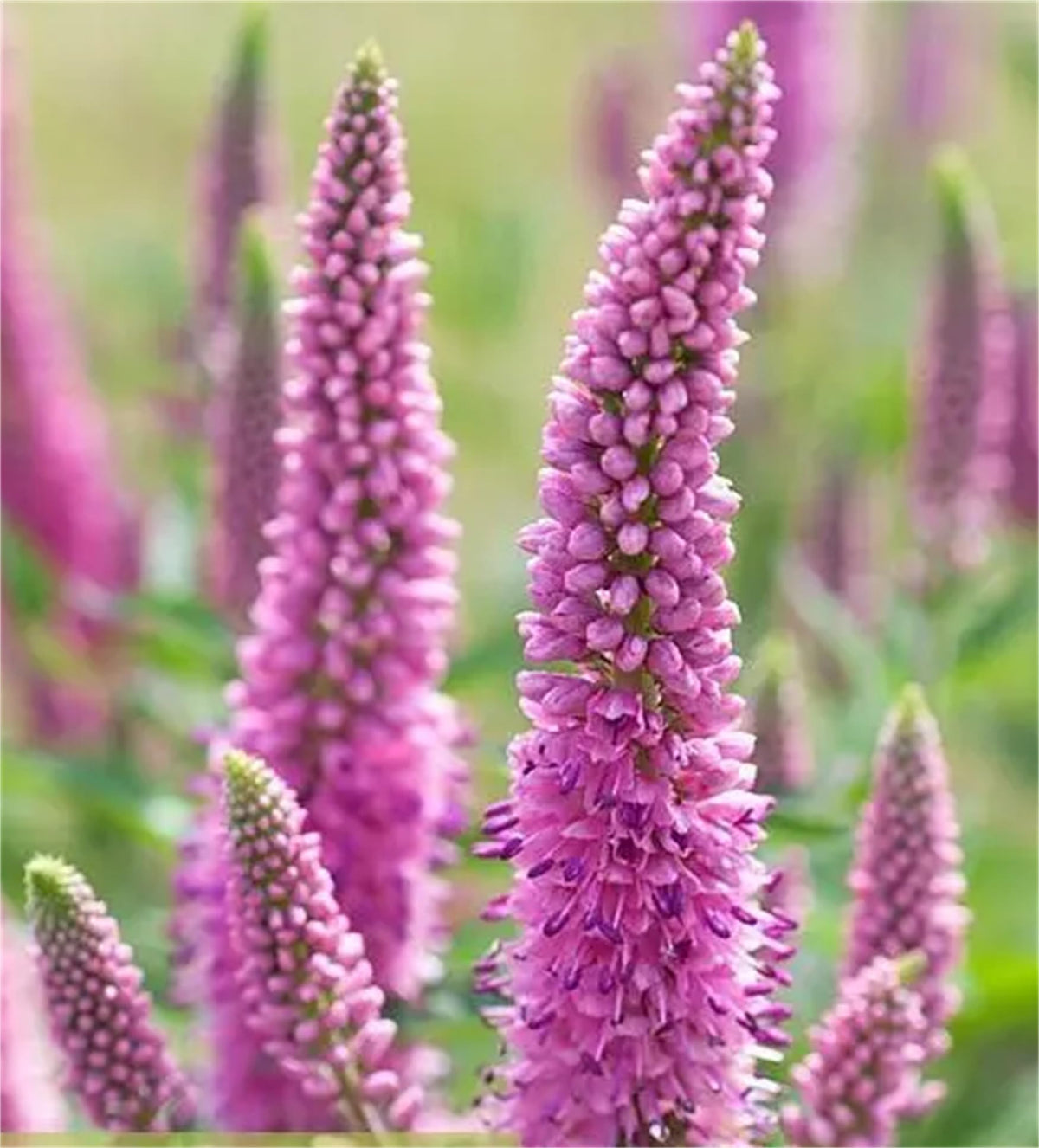 Pink Veronica Flower seeds blooming in flower beds, containers, borders, and pollinator-friendly gardens