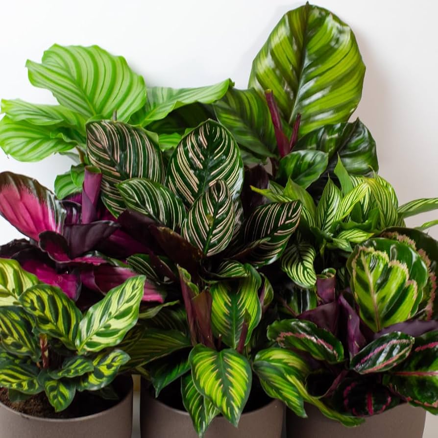 Mixed Calathea Flower seeds for Planting - Drought Tolerant, Heirloom & GMO Free Seeds for Home Garden