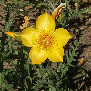 Mentzelia Lindleys Blazing Star Seeds for Striking Yellow Flowers blooming in flower beds, containers, borders, and pollinator-friendly gardens
