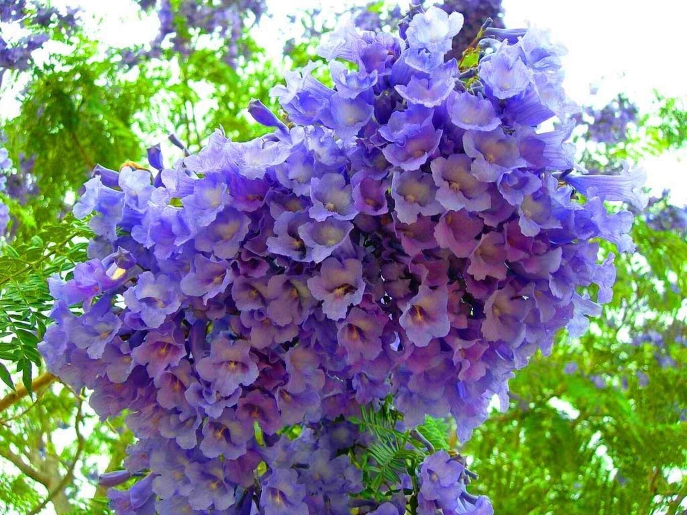 Jacaranda Mimosifolia Tree Seeds for Planting