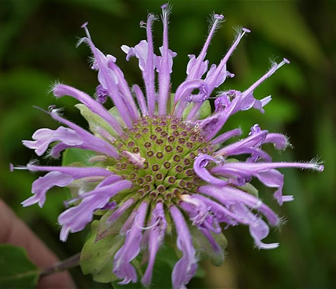 Wild Bergamot Mentha Seeds (Non-GMO) for Aromatic Herb Gardens