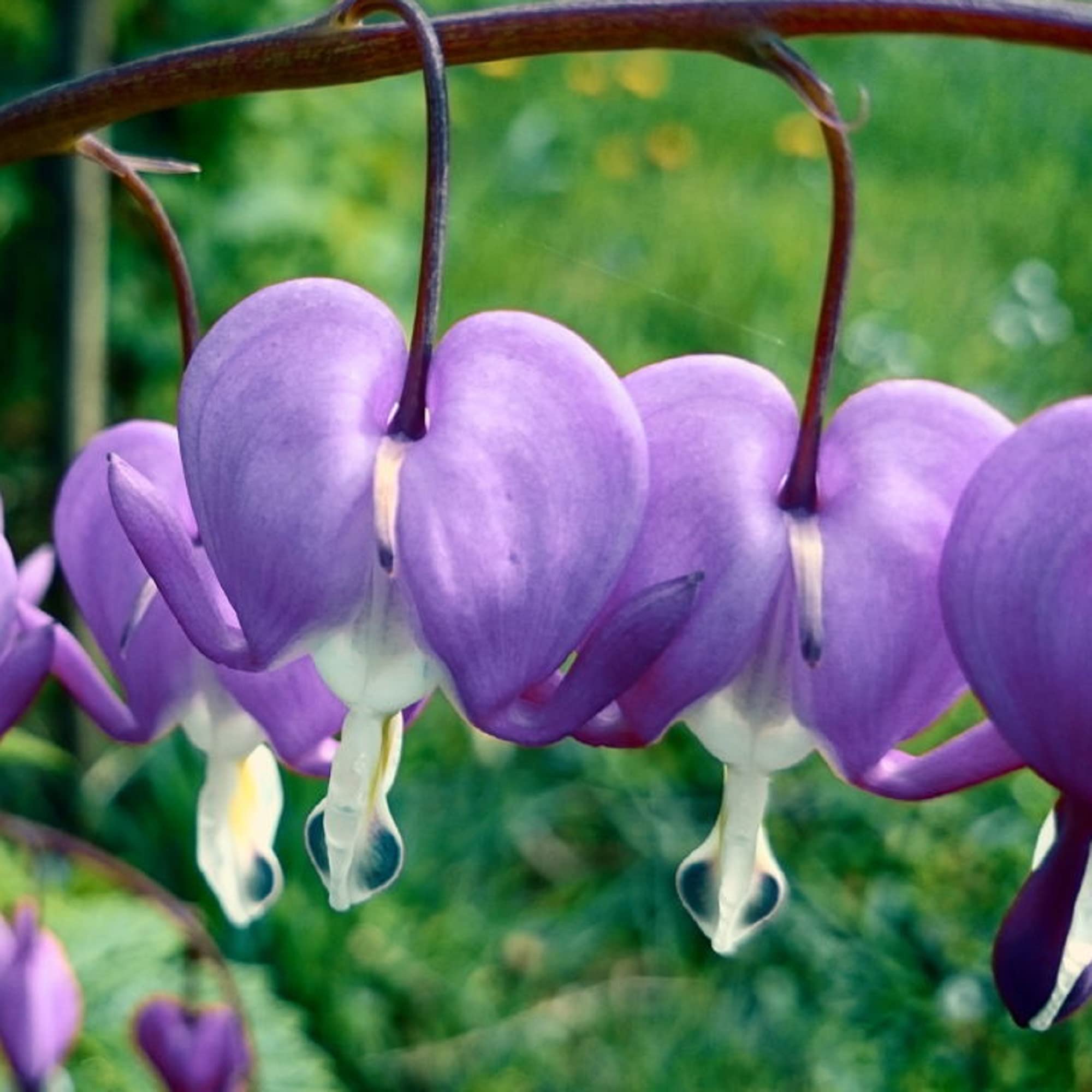 Dicentra Spectabilis Flower Dicentra spectabilis Seeds for Planting home garden flower bed