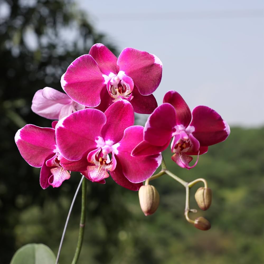 Violet Butterfly Orchid Flower seeds for Planting - Low Maintenance, Heirloom & GMO Free Seeds for Home Garden