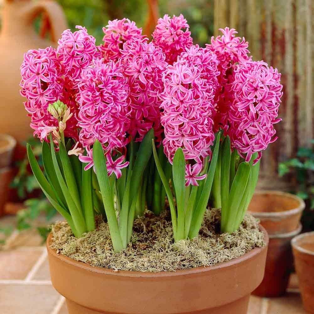 Hyacinth Flower seeds blooming in flower beds, containers, borders, and pollinator-friendly gardens