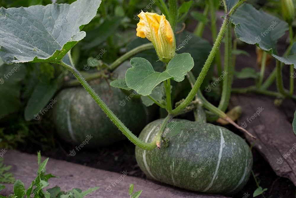 Grown Gem Pumpkin Seeds for Planting Cucurbita pepo for vegetable patches and fall gardens