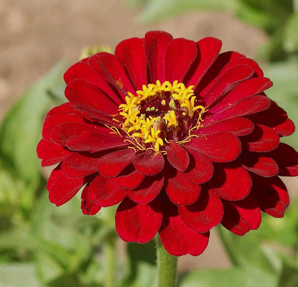 Burgundy Zinnia Flower seeds for Planting - Cut Flower Favorite, Heirloom & GMO Free Seeds for Home Garden
Sale for planting in home garden.