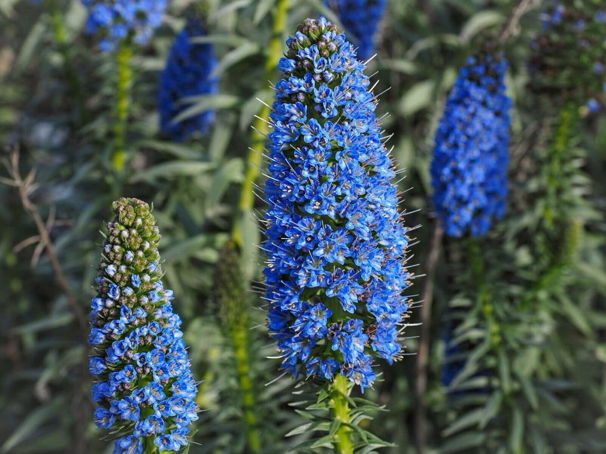 Madeira Flower seeds blooming in flower beds, containers, borders, and pollinator-friendly gardens