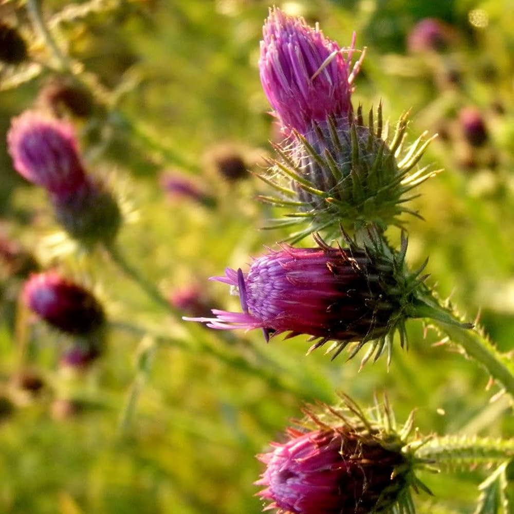 Pink Arctium Lappa Flower seeds blooming in flower beds, containers, borders, and pollinator-friendly gardens