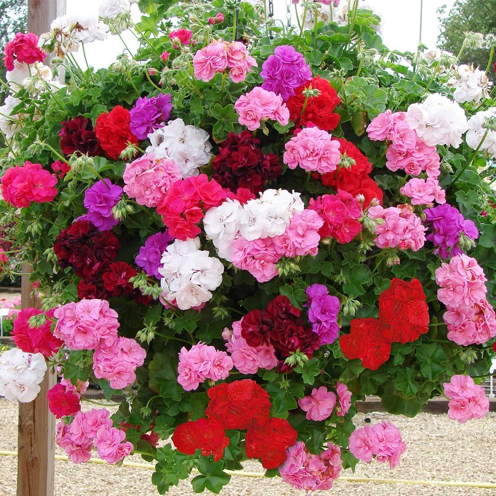 Mixed Climbing Geranium Seeds for Planting, Heirloom Non-GMO Flowers for Home Garden