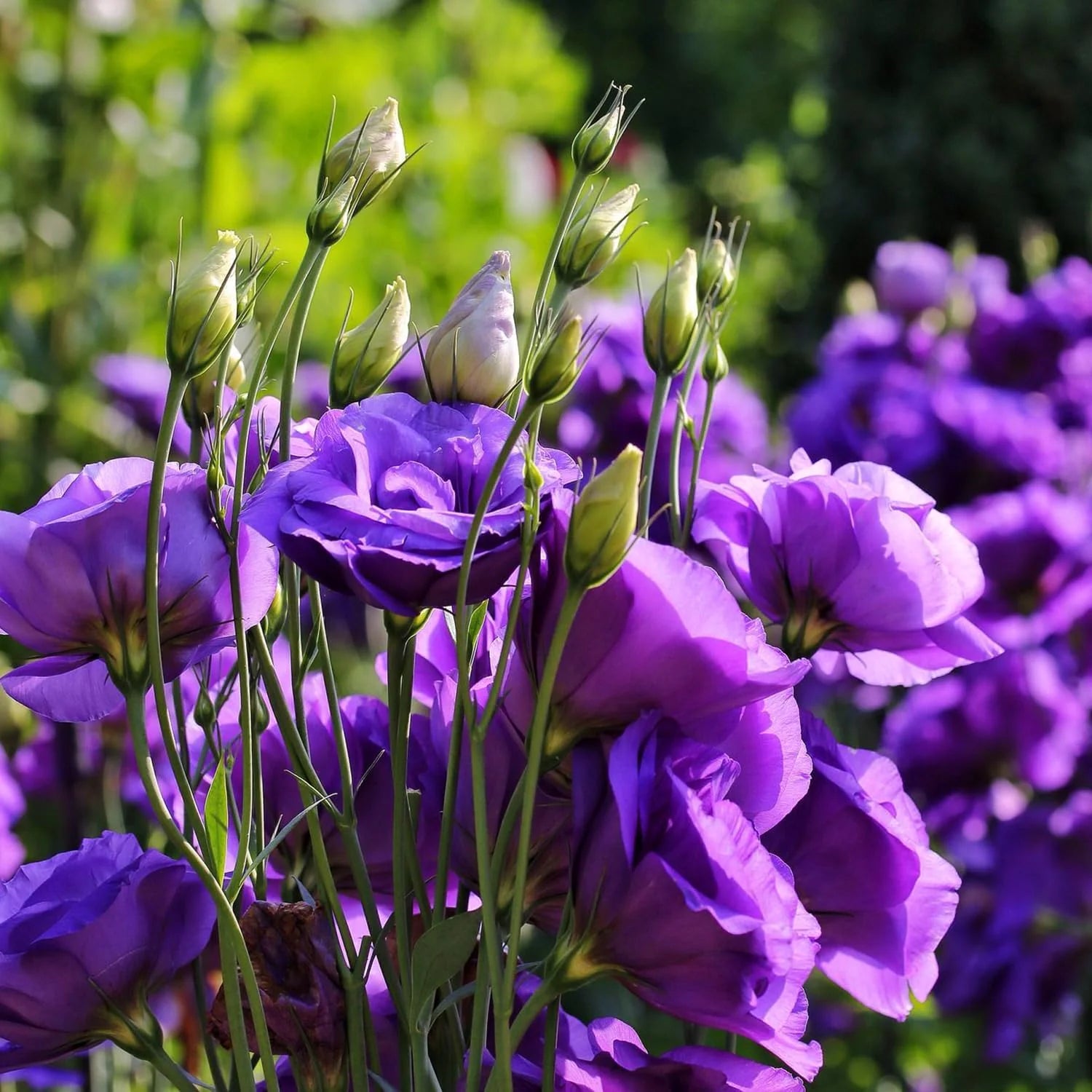 Purple Echo Lisianthus Flower seeds for Planting Long Bloom Season Heirloom & GMO Free Seeds for Home Garden