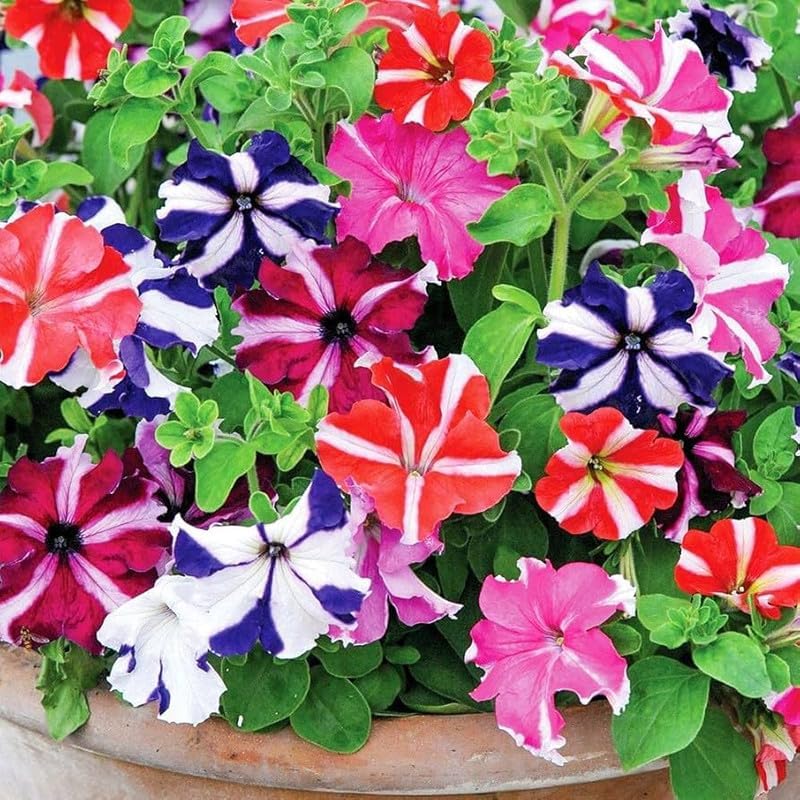 Pelletta Petunia Semi Candypops Picotee Mix Seeds