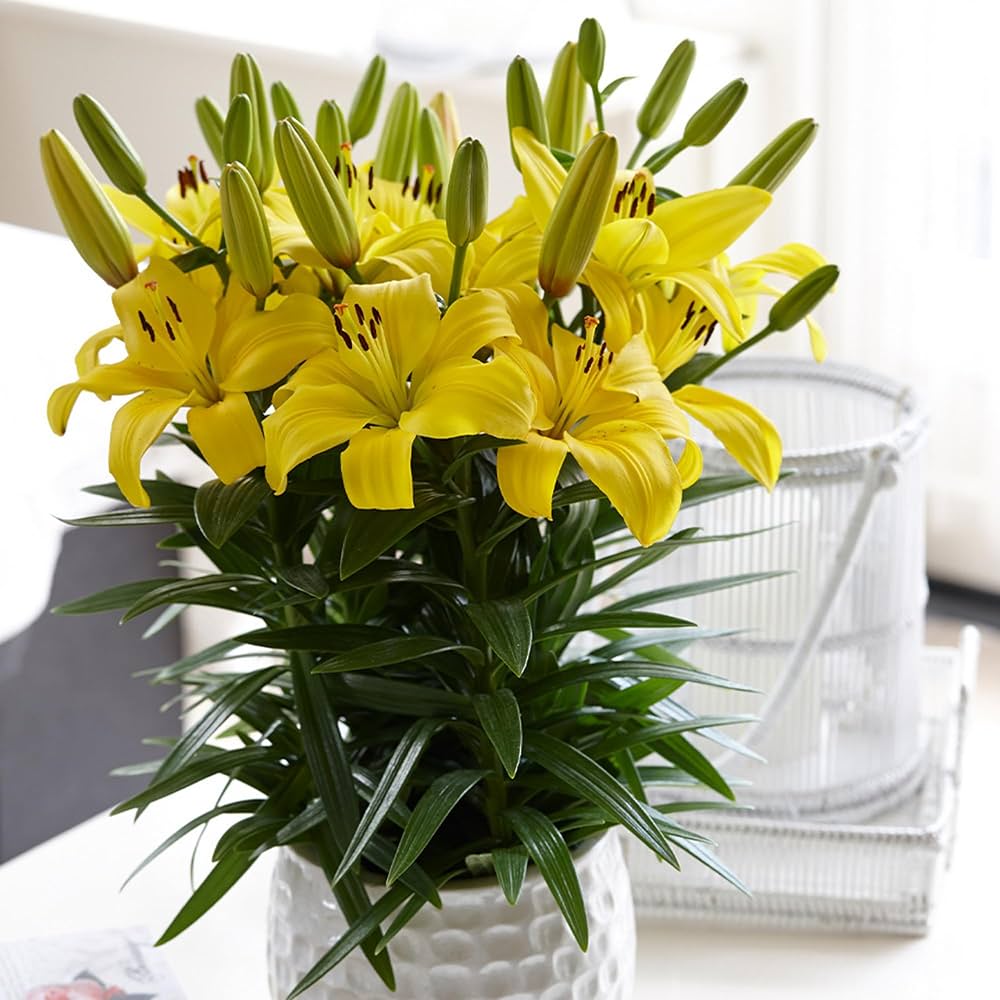 Elegant Lily Plant Seeds Lilium for Planting in Flower Bed & Garden