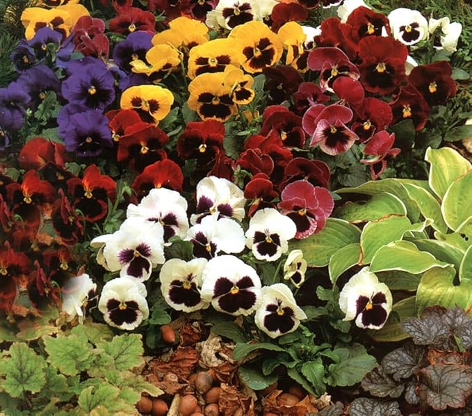 Pansy Viola tricolor Seeds for Planting in Flower Bed & Garden