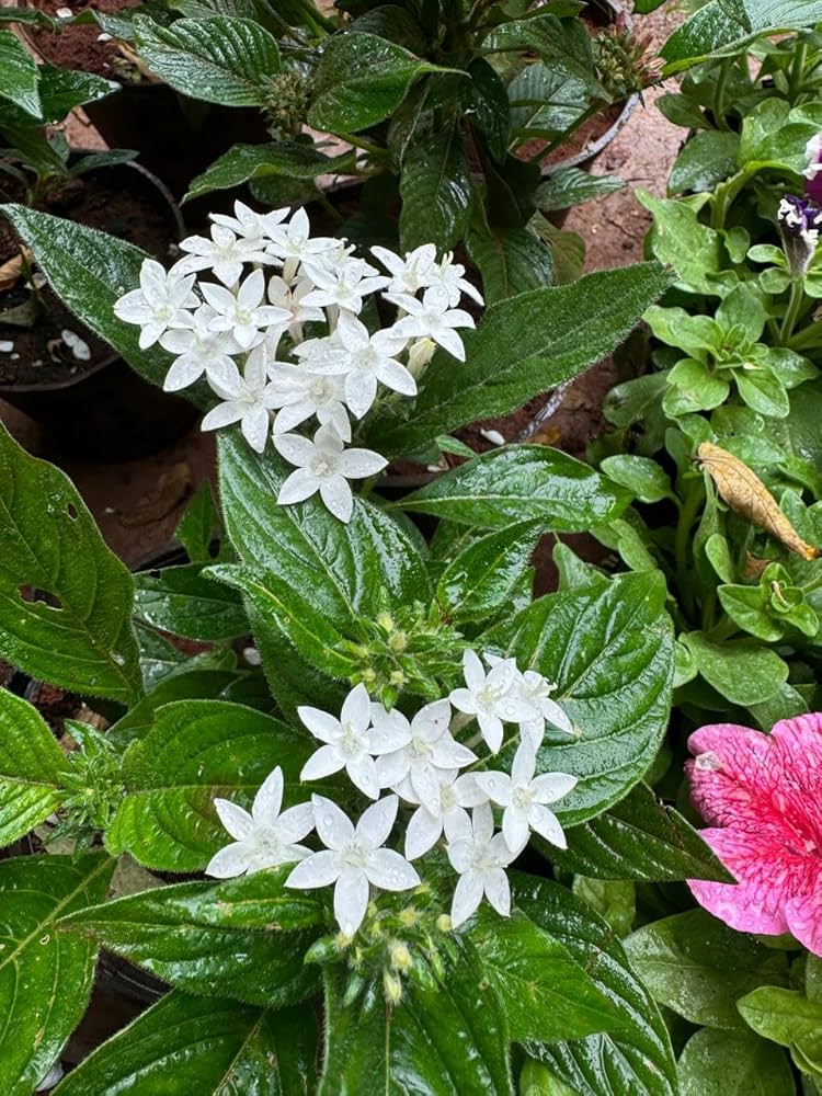 White Pentas Starla Flower seeds for Planting - Wildflower Mix, Heirloom & GMO Free Seeds for Home Garden