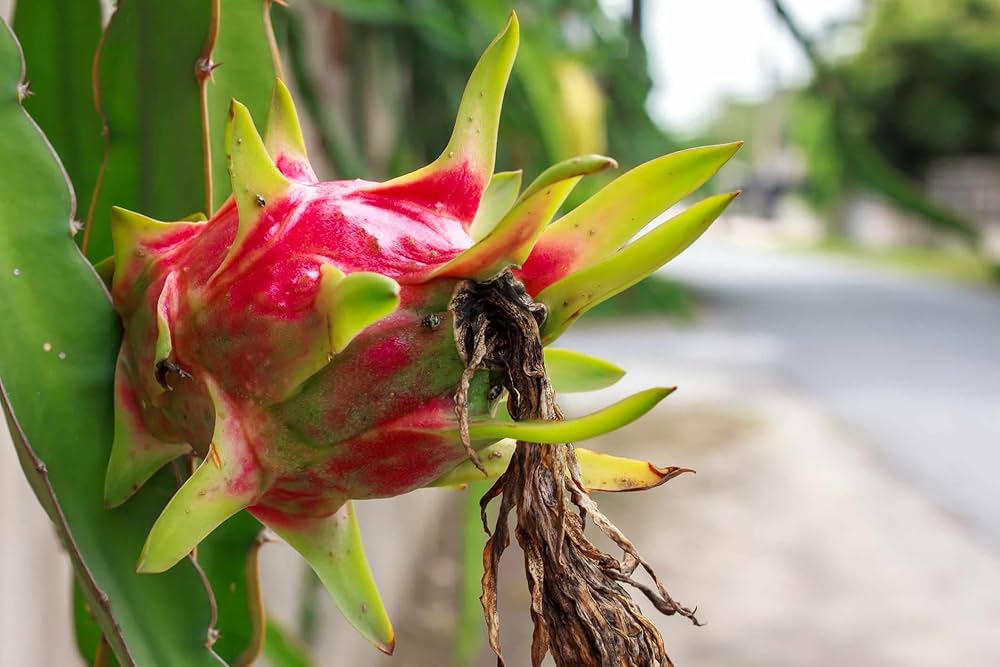 Pitaya Dragon Fruit Hylocereus spp. Seeds for Planting in Vegetable Patch