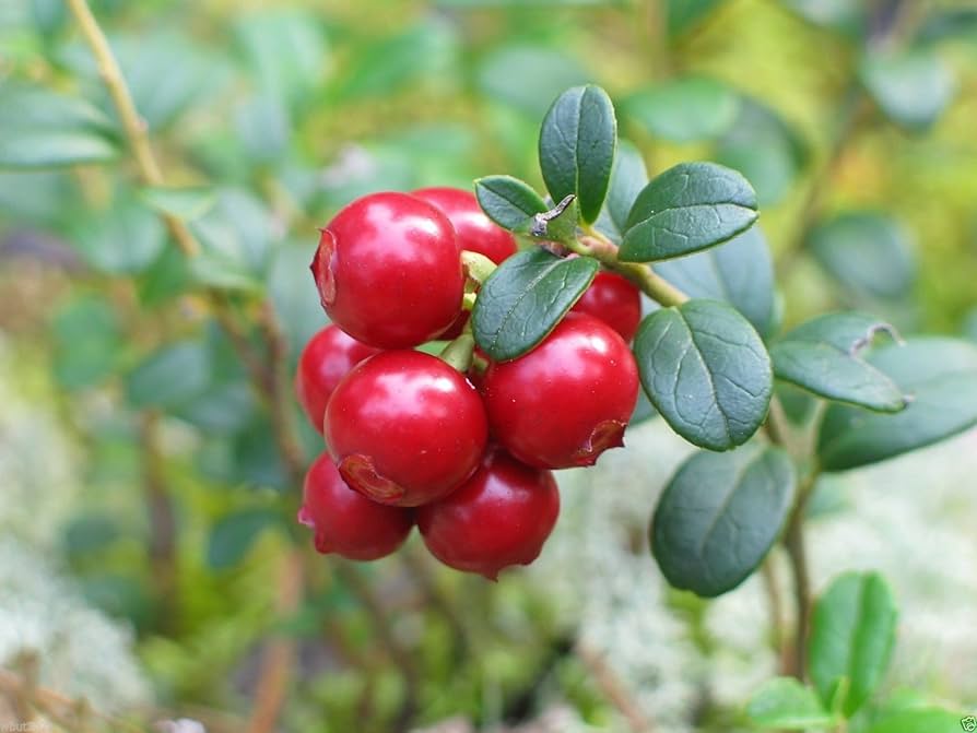 Lingonberry Seeds for Planting - Fresh Homegrown Berry Bush