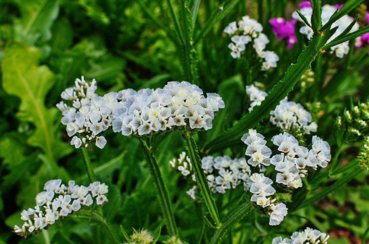 Sea Lavender Flower seeds for Planting - Long Bloom Season, Heirloom & GMO Free Seeds for Home Garden
Sale for planting in home garden.