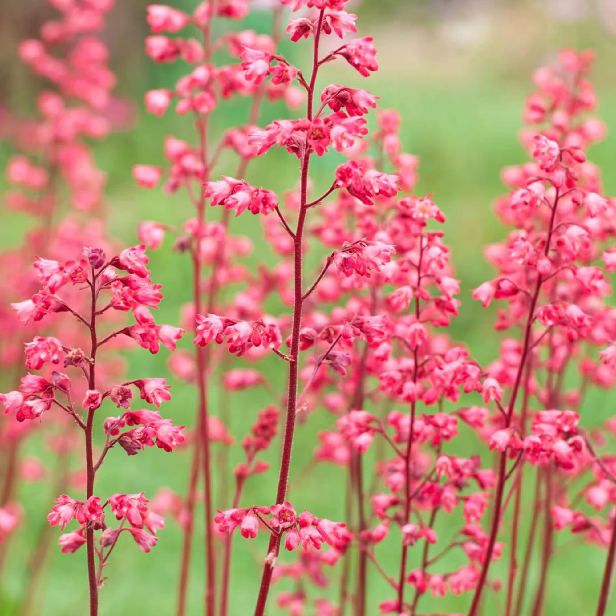 Heuchera Seeds for Planting in Flower Bed