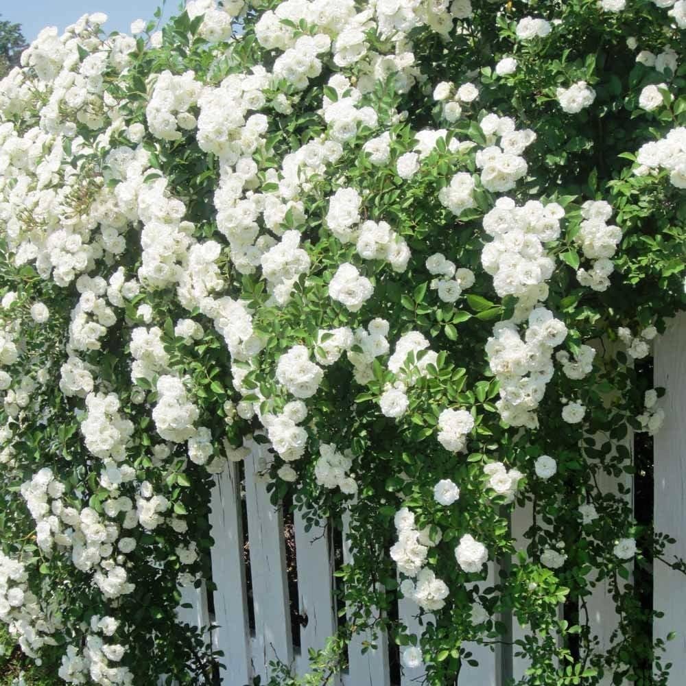 White Climbing Rose Flower seeds for Planting - Premium Quality, Heirloom & GMO Free Seeds for Home Garden
Sale seeds for home garden