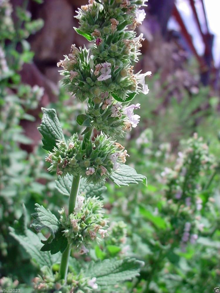 Catnip Seeds Nepeta cataria for Planting in Herb Garden and Patio Pot