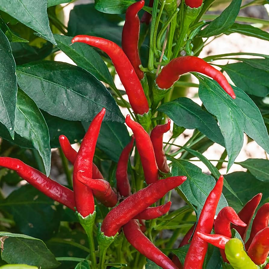 Hawaiian Chili Pepper Capsicum frutescens Seeds for Planting