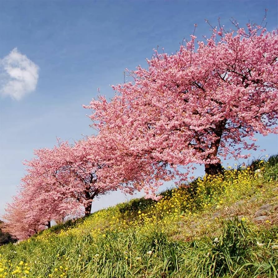 Japanese Sakura Prunus serrulata Seeds for Planting - Perfect for Home Garden & Flower Bed