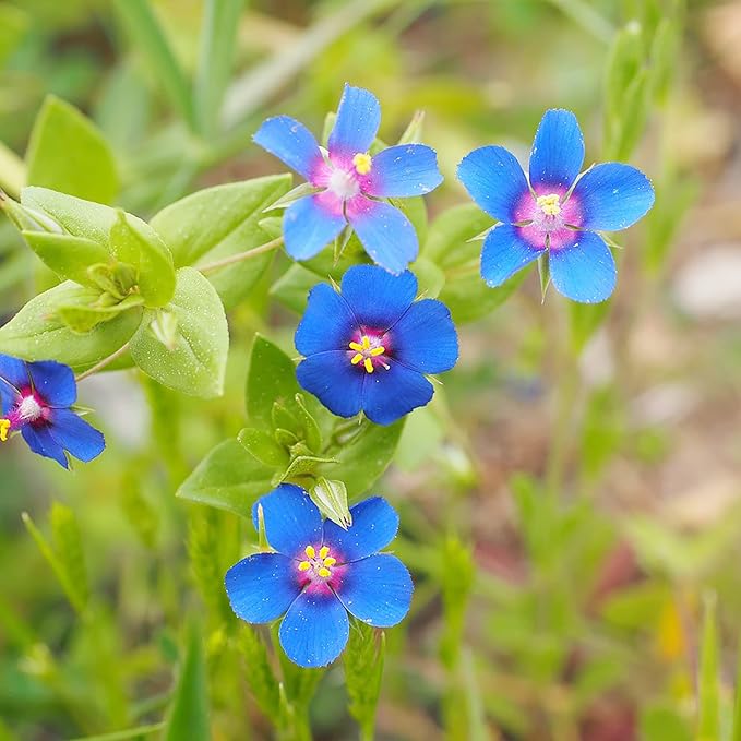 BLUE PIMPERNEL Seeds for Stunning Blue Flowers